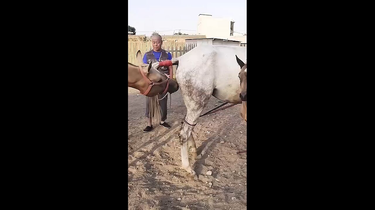 horse 🐴 video