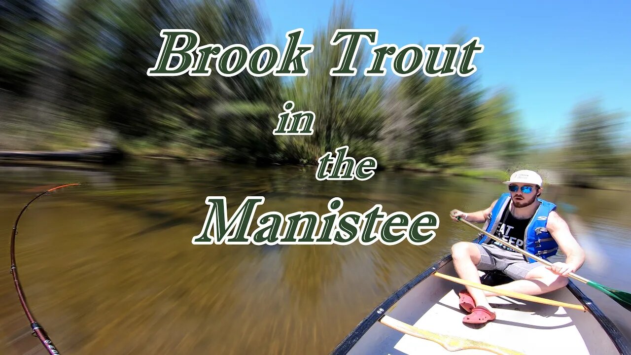 Spin Fishing for Brook Trout on the Manistee River