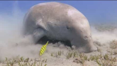 Une nageuse se retrouve face à un dugong