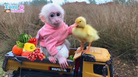 Baby monkey Obi take ducklings to pick fruit from the garden to make juice