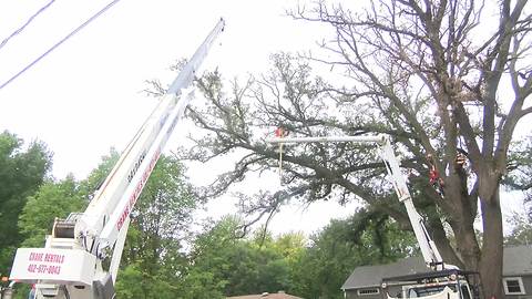 Estimated 350-year-old tree coming down in Bellevue