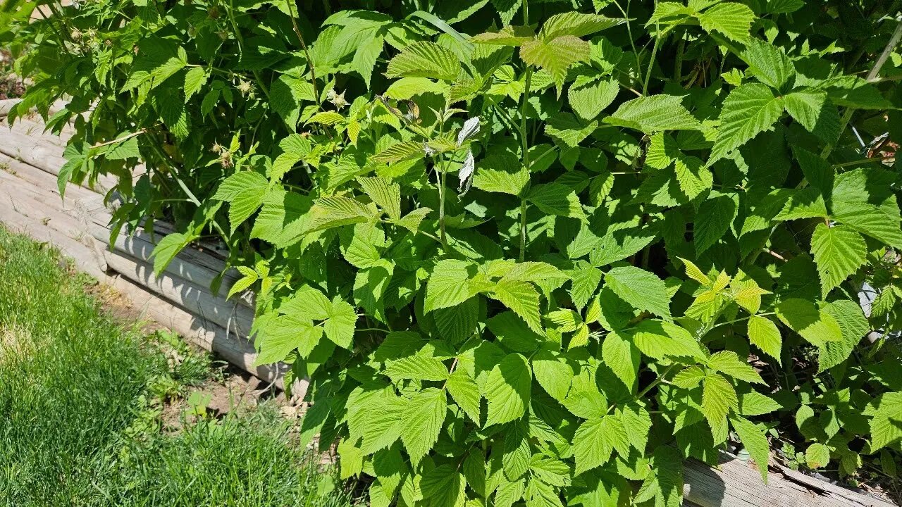 Need to cut out powdery mildew from raspberries plants.