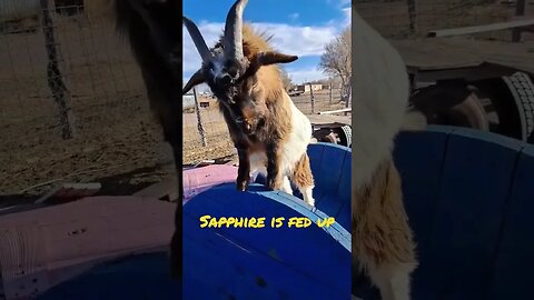 sapphire out jokes floki #goats #fun #funny #farmlife #animals #shorts #goat #silly #standupcomedy