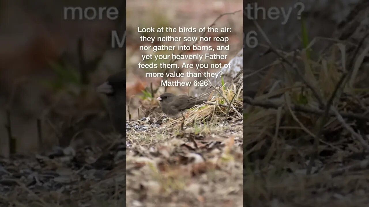 Matthew 6:26 #matthew #bibleverse #christian