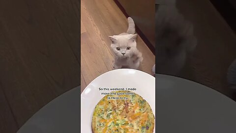 I Made An Omelette For My Dog Every Weekend tiktok herothebsh