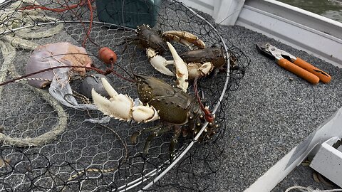Catching Murray Crayfish