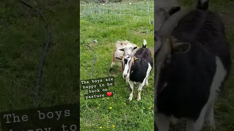 #goats #pastureraised #homesteading #homesteadlife #farm #farmlife #farmanimals #cuteanimals