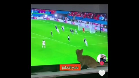 How to wake up a sleepy cat.