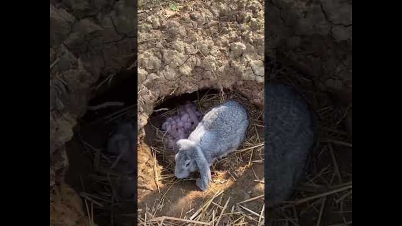 cute baby rabbit #shorts