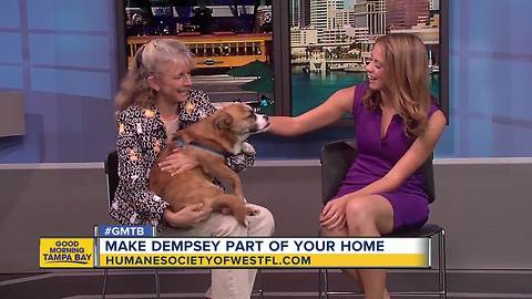 Feb. 3 Rescues in Action: Make Dempsey part of your family