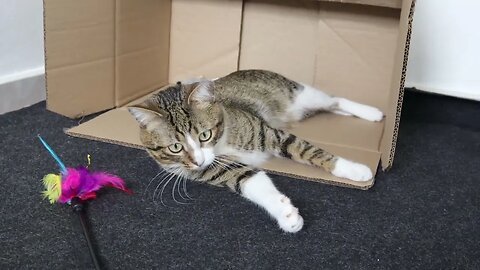 Funny Cat Loves Playing in a Box