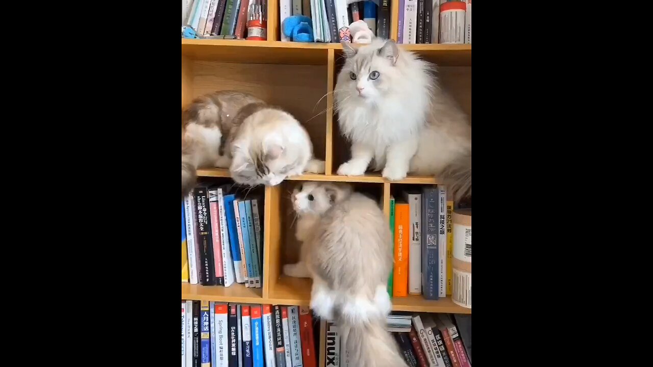 "Hilarious Cat Fights: Watch These Furry Ninjas in Action!"