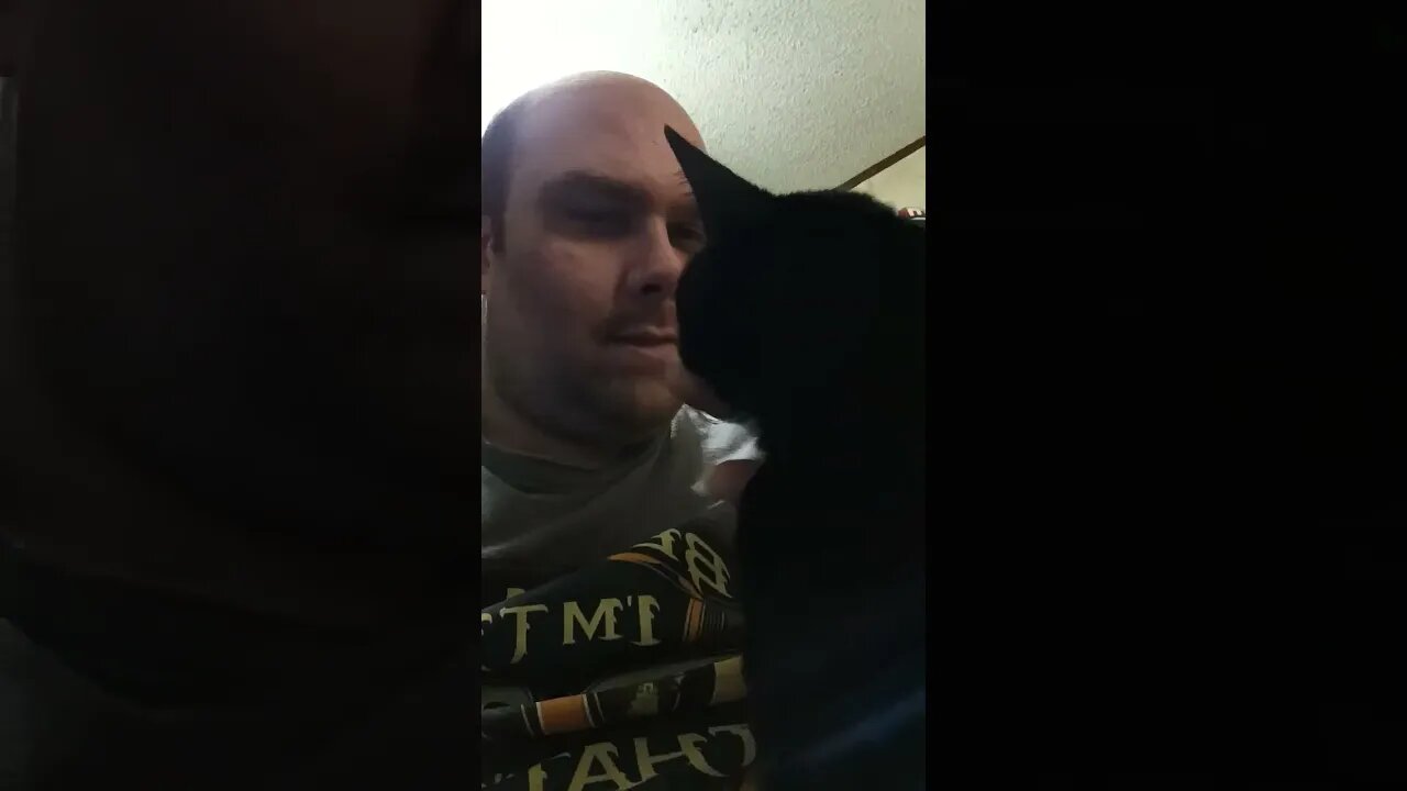 kitty happy #shortsfeed #kittycat #shortsvideo #cat #youtubeshorts #kitty #cutekitty