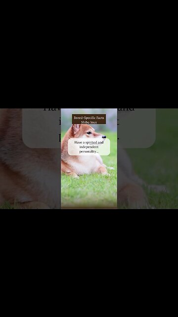 Fascinating Facts about Shiba Inus