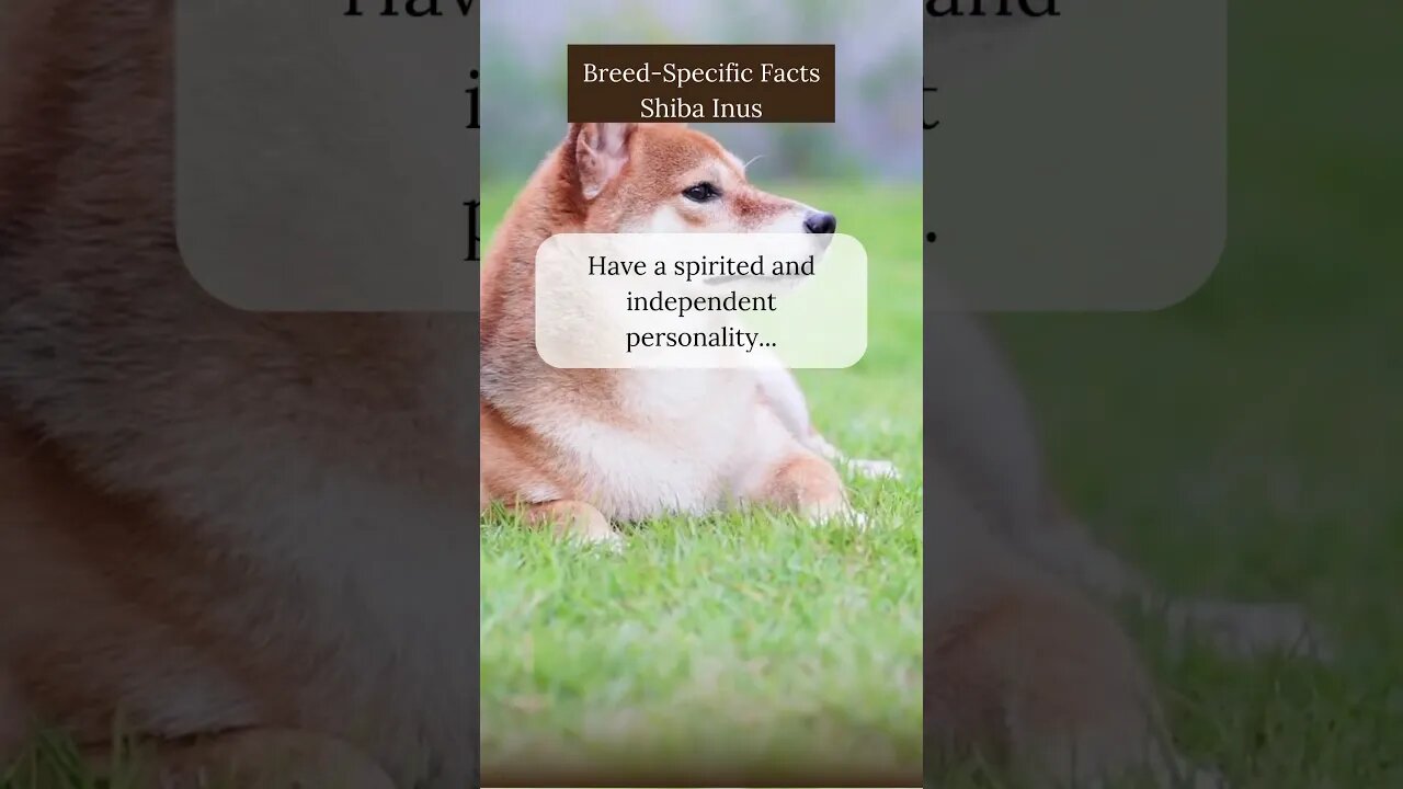 Fascinating Facts about Shiba Inus
