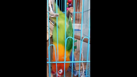 LOVEBIRD