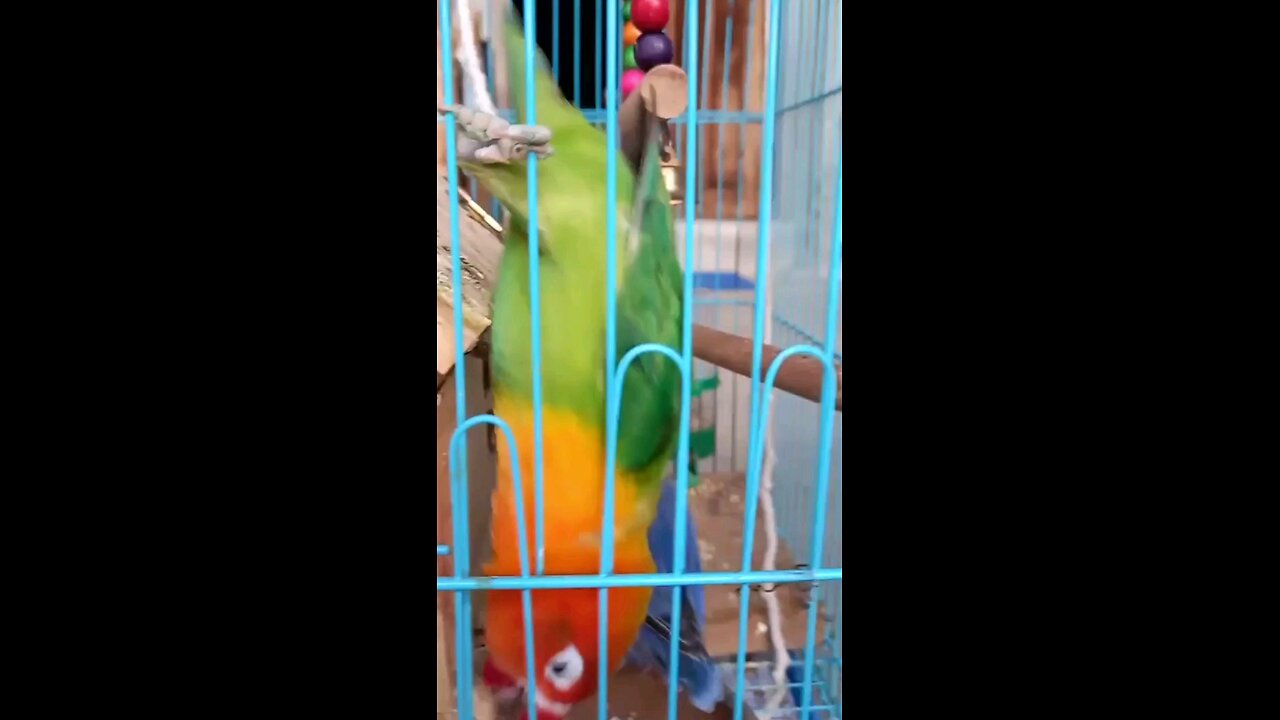 LOVEBIRD