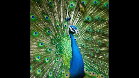 Amazing Peacock Dance #Shorts #FunCinema