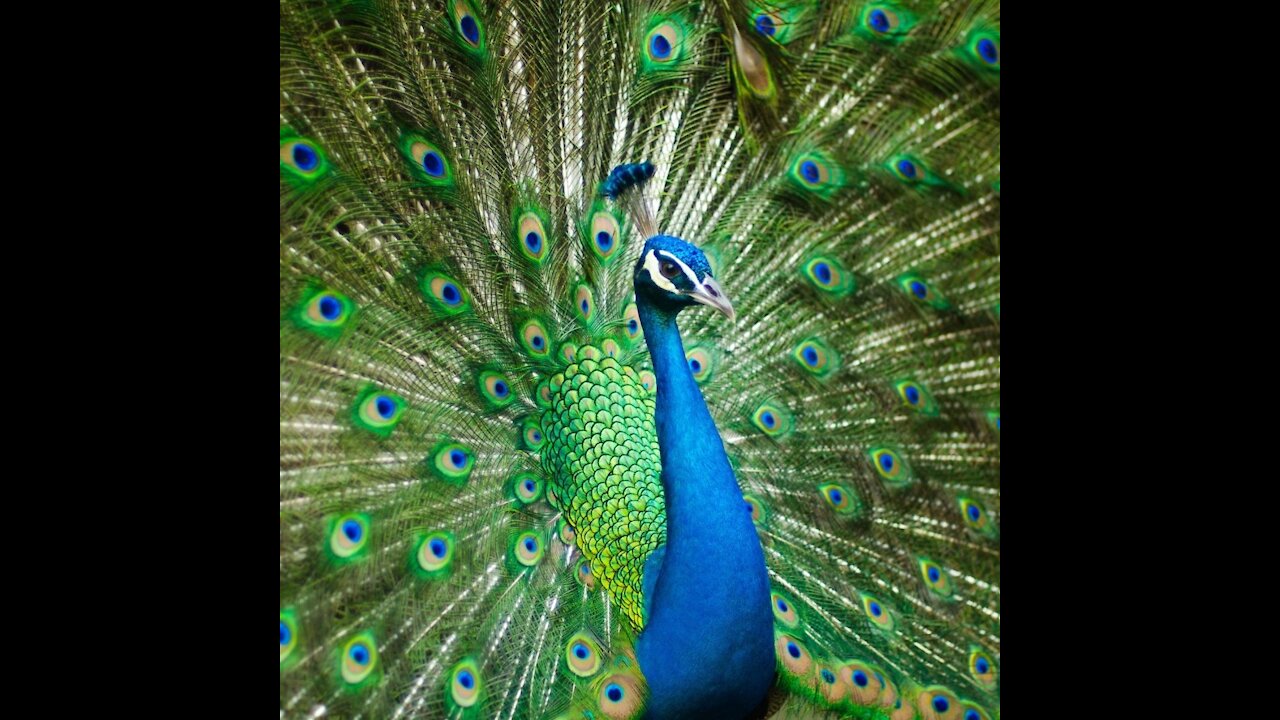 Amazing Peacock Dance #Shorts #FunCinema