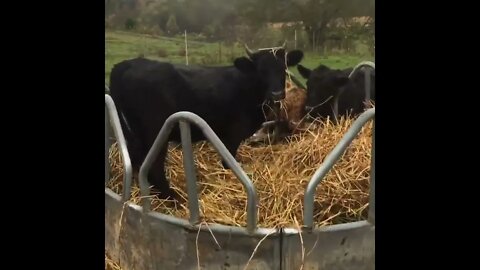 Poppy and the hay ring