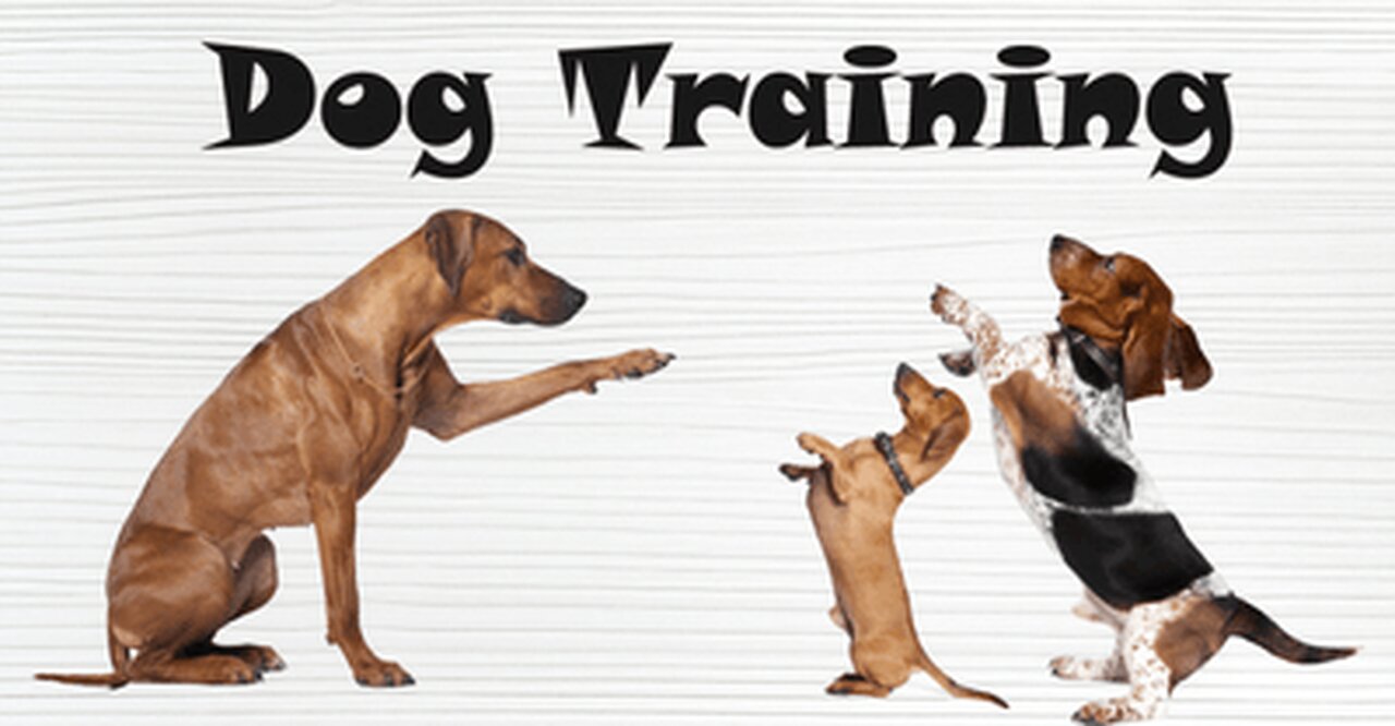 training 3tricks in 3minutes dog 🐶 🐕 teach to training