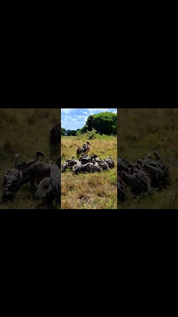 Vulture Feast #shorts | #ShortsAfrica