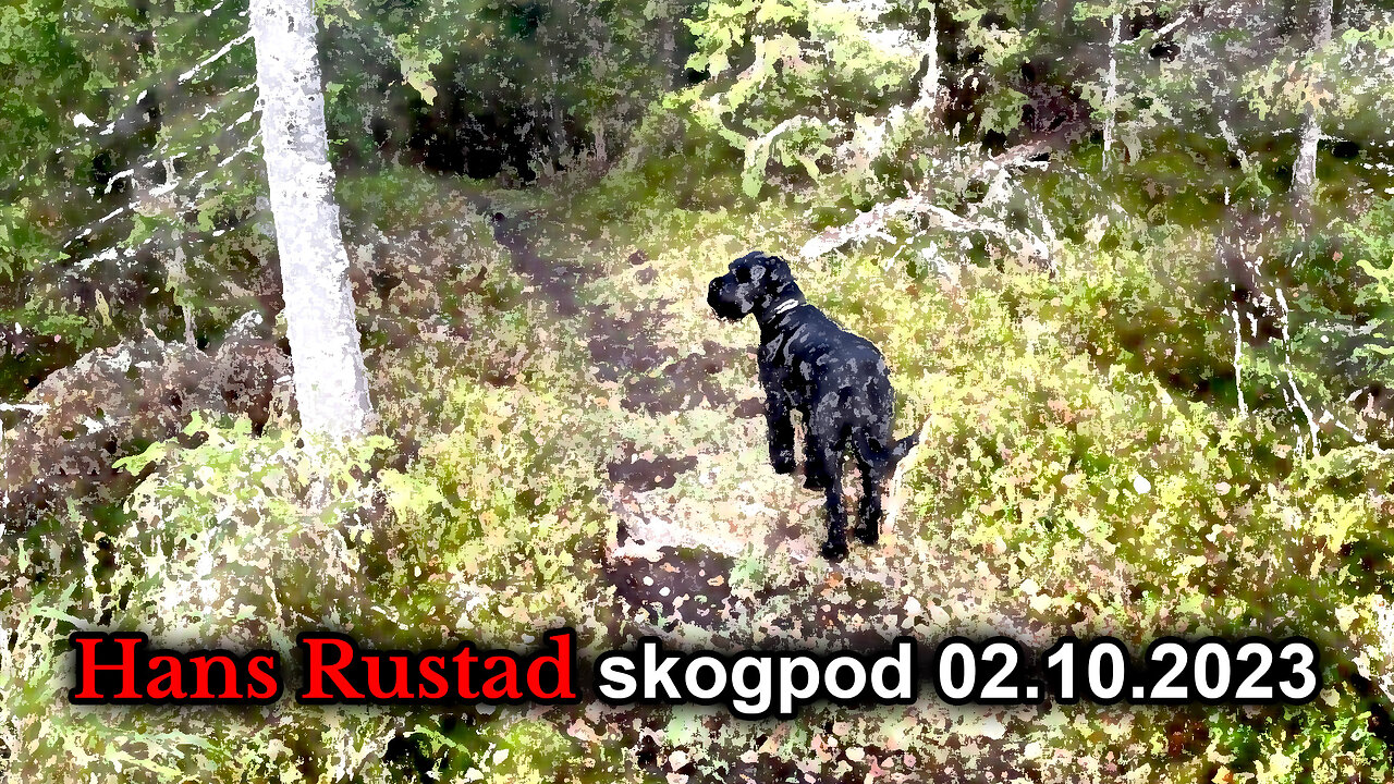 Skogpod 2. oktober 2023