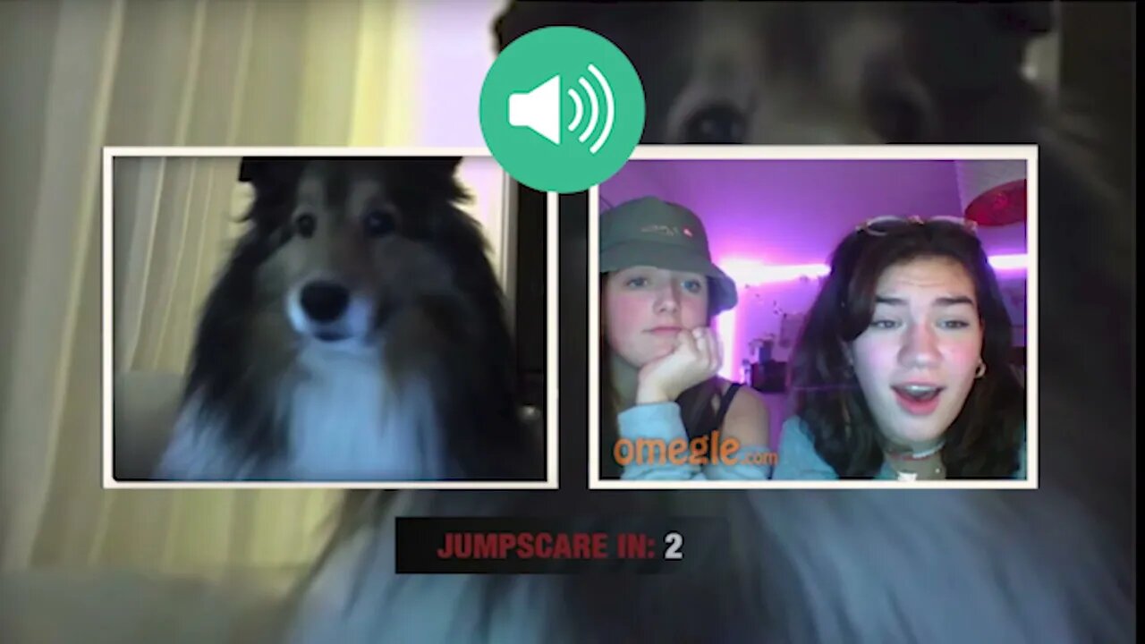 Cute Dog JUMPSCARE PRANK on Omegle