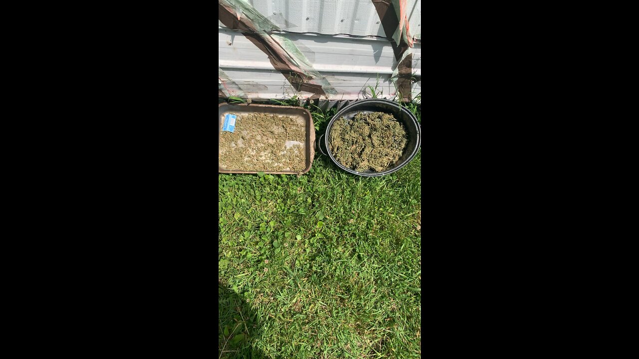 Greenhouse2022 June 14, 2022 #marijuana dhp greenhouse