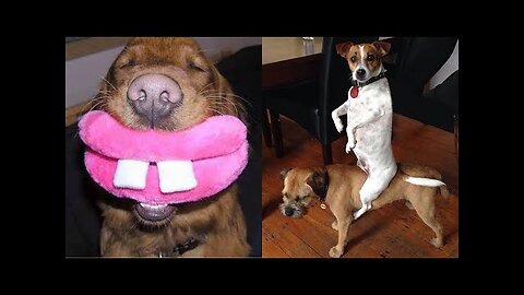 Funny Animals Compilation - Try Not To Laugh Challange