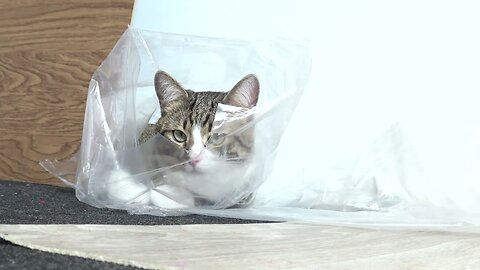 Funny Cat Hides in Transparent Plastic Bag