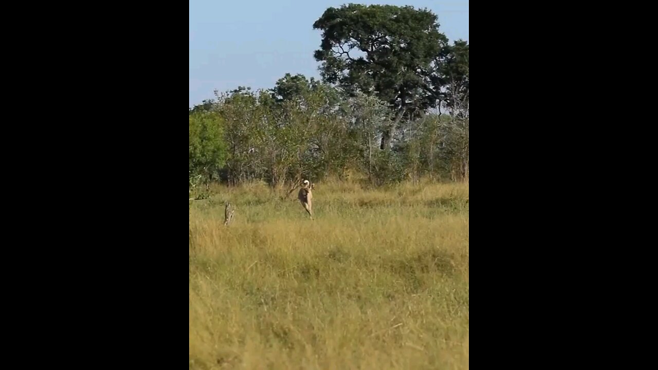 Kudu Narrowly Escapes From Lioness At Lion Sands