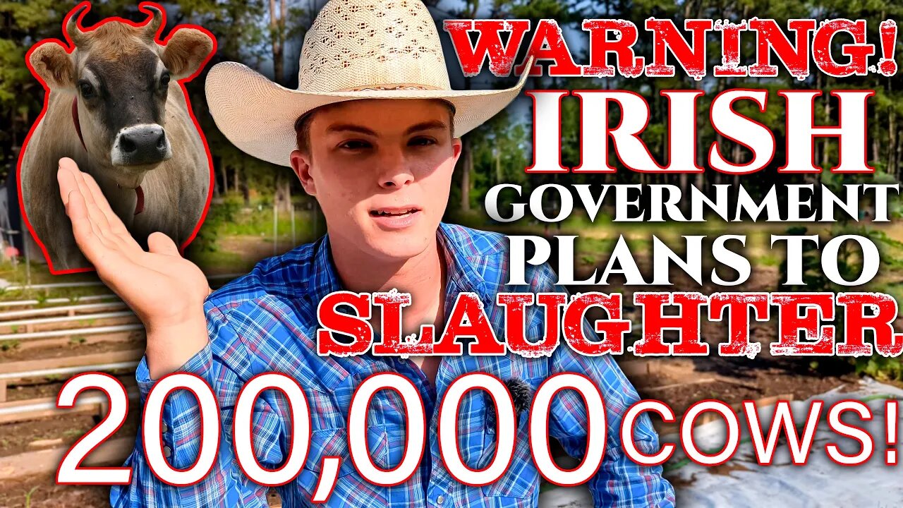 💥The Great Cattle MASSACRE:💥 Ireland's Unthinkable Plot to Eradicate 200,000 Cows! For WHAT?