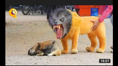 Troll Dog Prank , Fake lion 🦁😂, amazing reactions