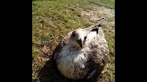 Watch The Cute Silent Seagull Sitting in Peaceful Silence 🐦🐦