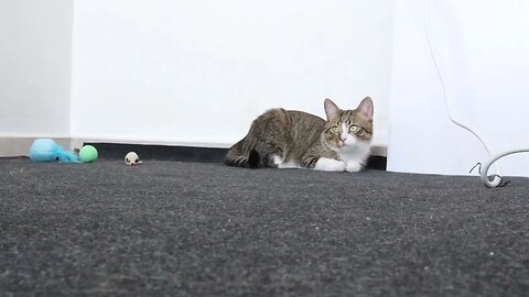 Fluffy Cat Loaf Sits on the Floor