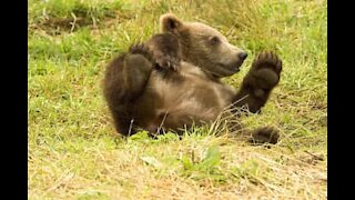 Urso de circo persegue homem para comer sorvete