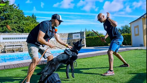 7 Month Old Working Line Black GSD Training | Protection Dog Project