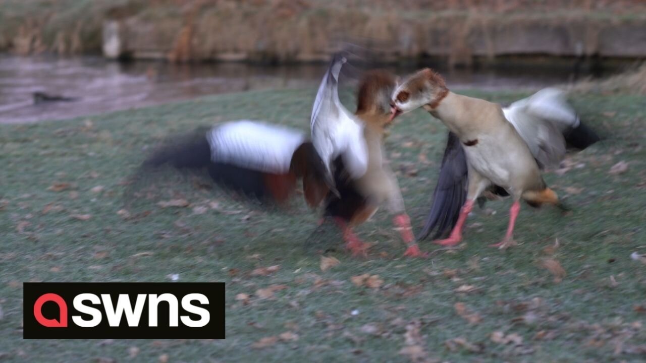 Feathers flew as two geese scrapped in a London park