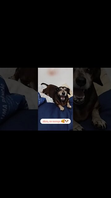 Safira, A Folgada 😌