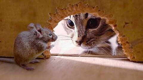 Funny Rat & Cats video