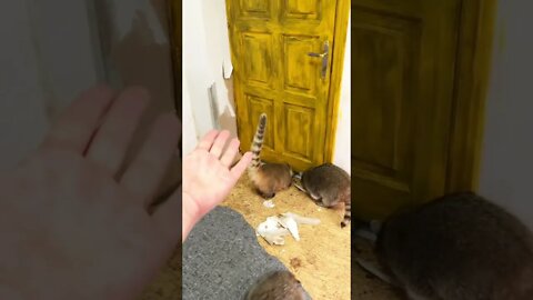 #shorts Смешные Еноты Из Тик Ток 26 Funny Tik Tok Raccoons