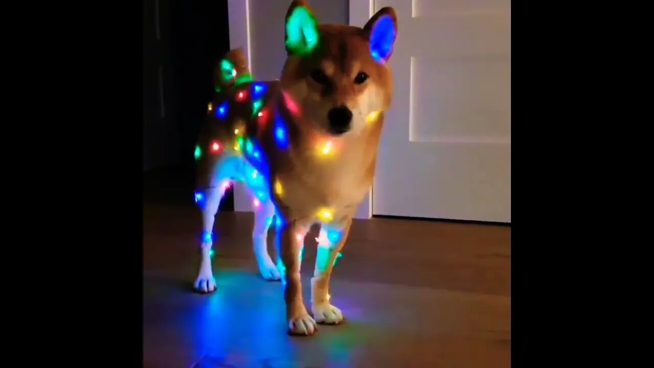 Jingle bells 2022 #shorts #foryou #viral #foryoupage