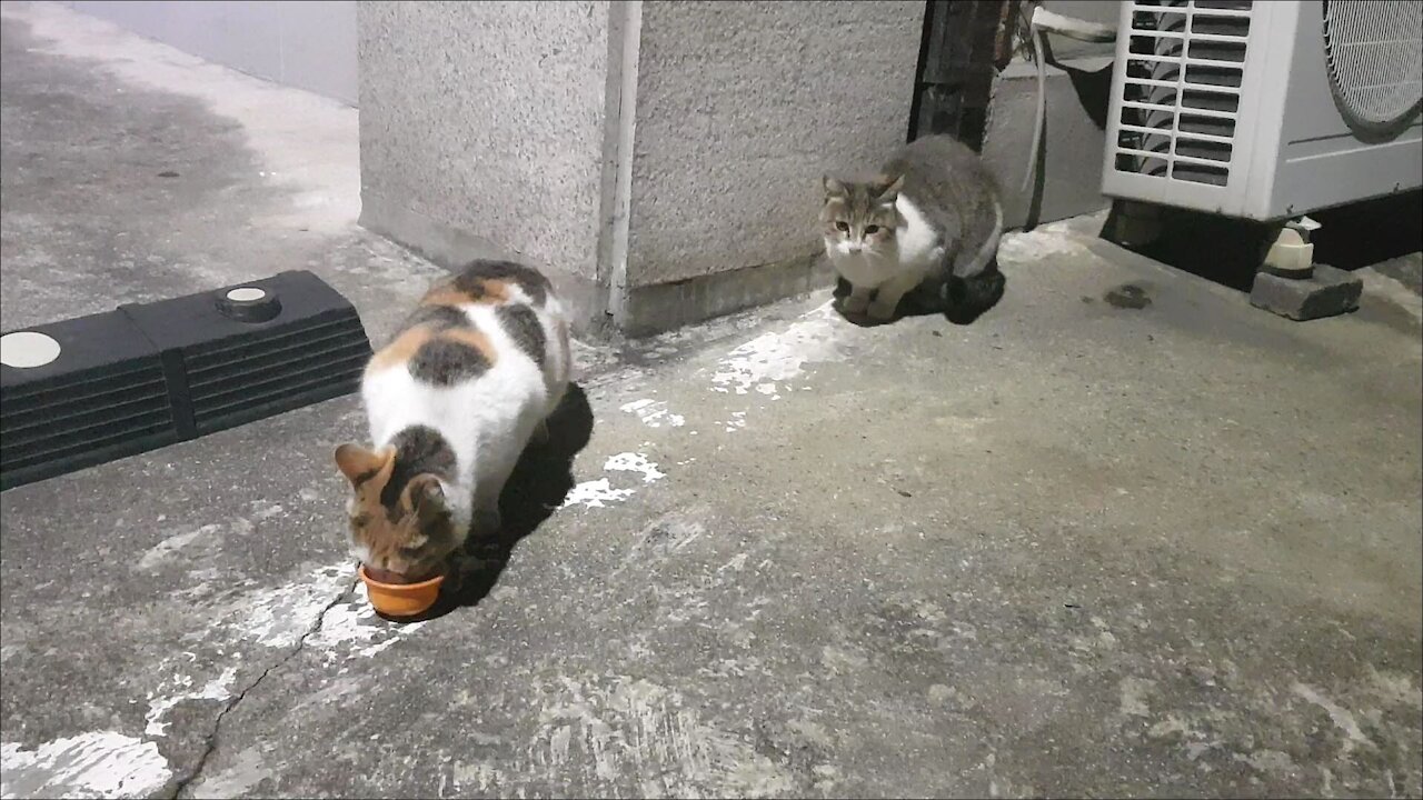 feeding stray cats.