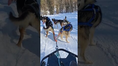 Riding on Dogs #dailyvlog