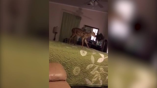 A Fawn Jumps On A Bed