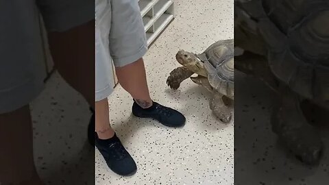 Beware of the attack tortoise 🐢