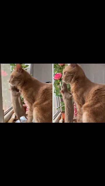 Pet Rat Loves His Kitty Best Friend