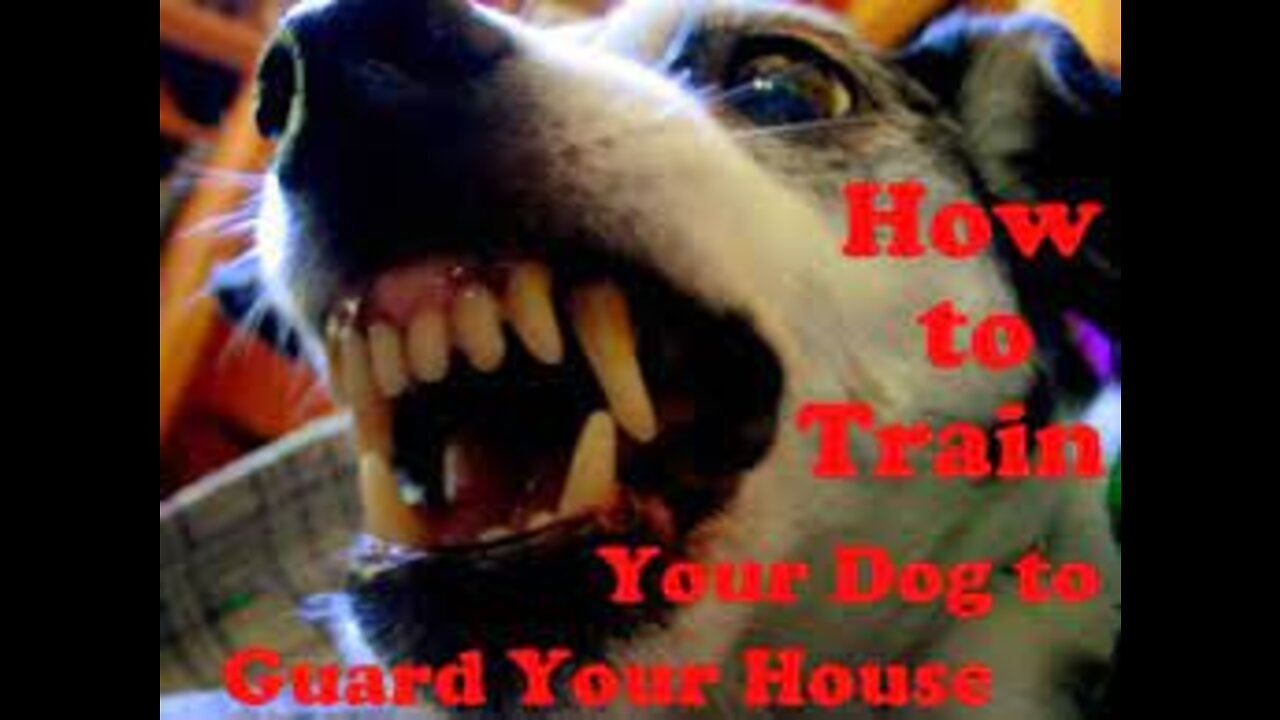 How to make your Dog become Guard Dog instantly with this few simple tricks