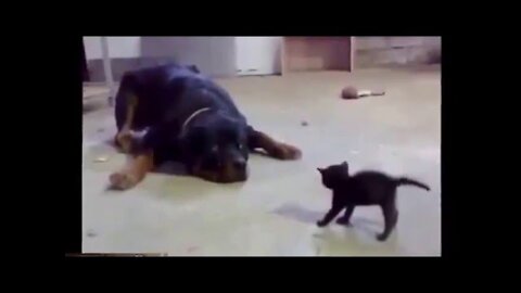 little cat fight big dog so funny Equal combat